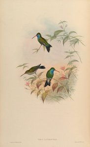 Cynanthus latirostris door John Gould
